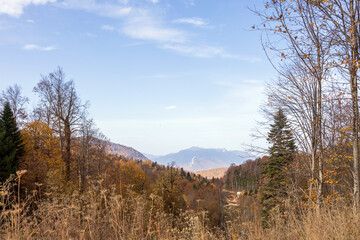 Beautiful autumn colors. Autumn background.