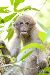 Obraz premium monkey in the forest of thailand. (macaca fascicularis)
