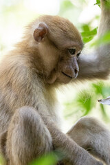 Crab-eating macaque (Macaca fascicularis)