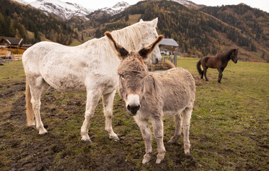 Two horses and a donkey grazing on autumn pasture in an Austrian valley against the background of snow-capped mountains