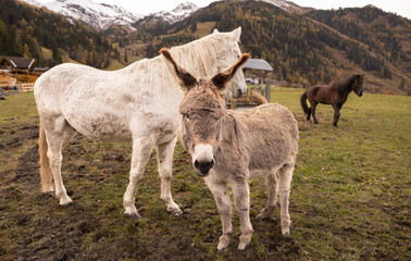 Fototapeta premium Two horses and a donkey grazing on autumn pasture in an Austrian valley against the background of snow-capped mountains