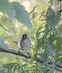 Immature non-breeding Chipping Sparrow closeup in a leafy tree