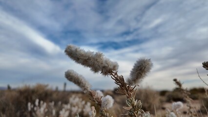 Feathertop Reed Grass in the Mojave's Dramatic Sky Embrace