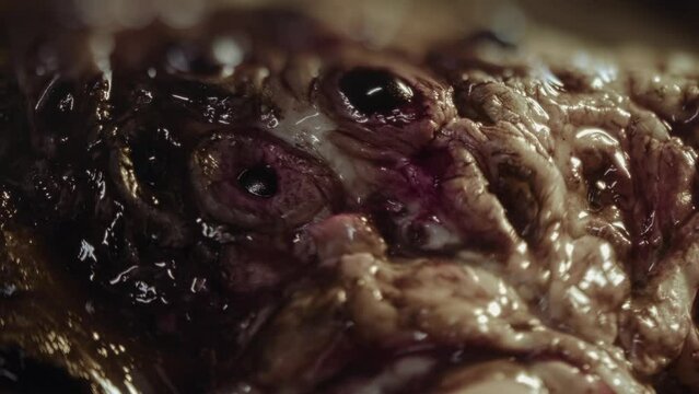 Close-up of disgusting crawling alien creature with many eyes. Sci-fi, science fiction film theme. Ommetaphobia, trypophobia concept. Horror movie clip. Extraterrestrial monster. Parasite. 