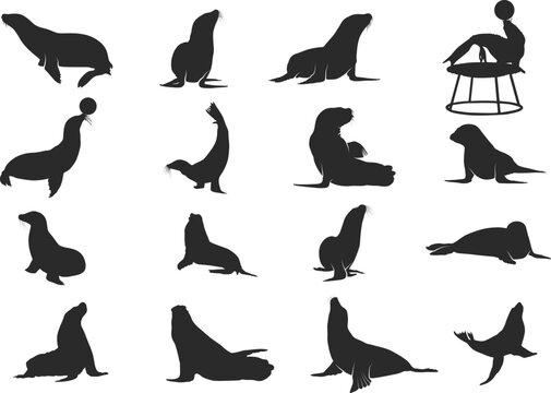Seal silhouette collection, Seal SVG, Sea lion silhouettes, Seal clipart.