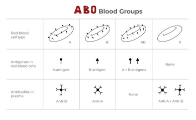 Blood groups, blood types, antigens and antibodies explanation in a table. Medical illustration in line art style.