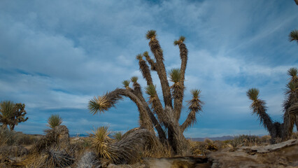 Mojave Desert Joshua Tree on a cloudy day