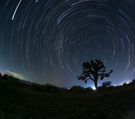 Mojave Desert Star Trail Silhouetted by a Joshua Tree