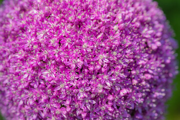 Mixed colorful flowers background