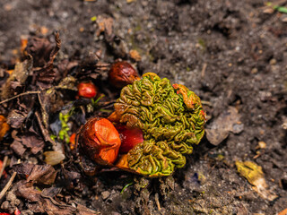 Garden rhubarb or common rhubarb