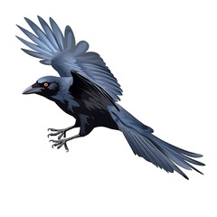 A crow flying on transparent background
