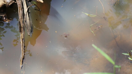 From the top, a small, dirty ditch with two small brown frogs floating on the water