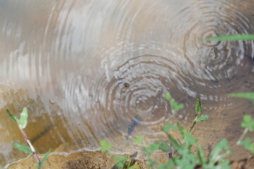 Top view of a waving water surface of a ditch full of water with a floating frog