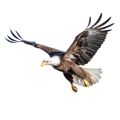 Bald eagle in flight on transparent background