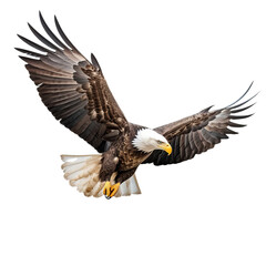 Bald eagle in flight on transparent background