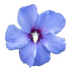 Fleur d'Althéa bleue 