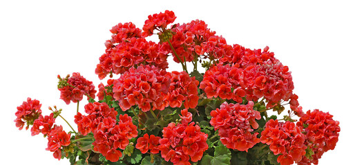 Géranium zonal rouge