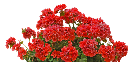 Géranium zonal rouge