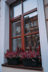 A large window with a brown frame with flower pots on the windowsill. In pots, a plant with pink leaves and red berries is ardisia. The house opposite is reflected in the window