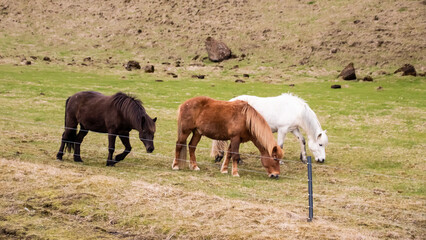 Obraz na płótnie Canvas Icelandic horses in a pasture, different coat colours, white, brown, black. A mountain in the background