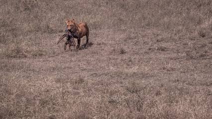 Lioness walking in bush carrying a dead animal in her mouth, Ngorongoro, Tanzania