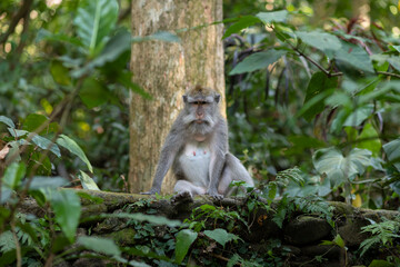 Macaques in monkey park in Ubud, Bali, Indonesia - 678844124