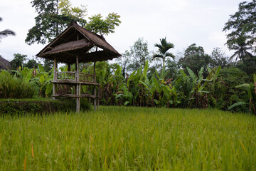 Rice platation in Bali, Indonesia - 678844503