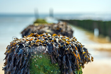 Growing seaweed on the pile heads during low tide at Zoutelande, Zeeland