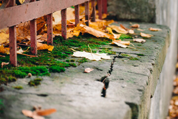 fallen autumn leaves