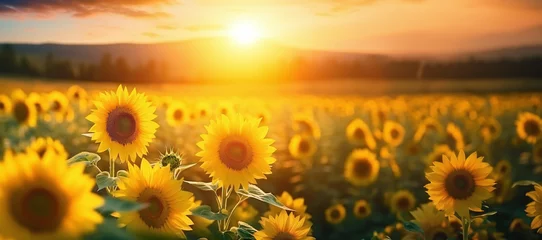 Zelfklevend Fotobehang field of sunflowers © Kordiush