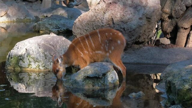 In this serene slow motion video, a Sitatunga antelope drinking water. 