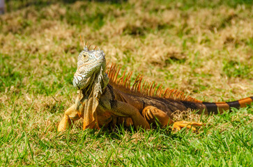Close up of iguana on green grass lawn