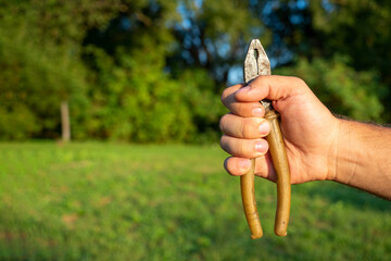 Close-up of a man's hand holding old dirty pliers against a green landscape. Sunlight, tools. Copy...