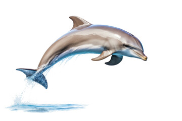 A dolphin jumping isolated on transparent background.