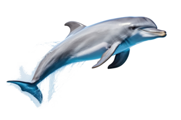 A dolphin jumping isolated on transparent background.