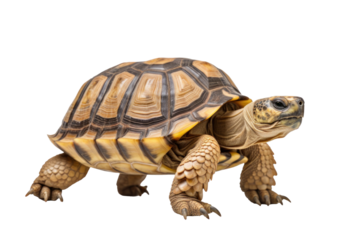 A greek tortoise isolated on a transparent background.
