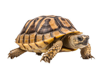 Fototapeta premium A greek tortoise isolated on a transparent background.