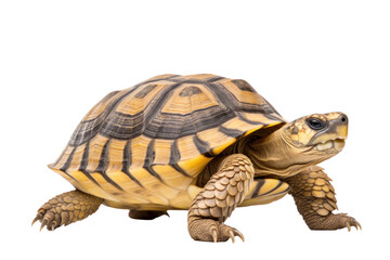 A greek tortoise isolated on a transparent background.