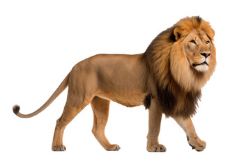 Obraz premium A Lion isolated on a transparent background.