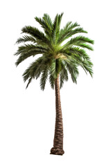 A palm tree isolated on a transparent background.