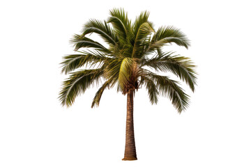A palm tree isolated on a transparent background.