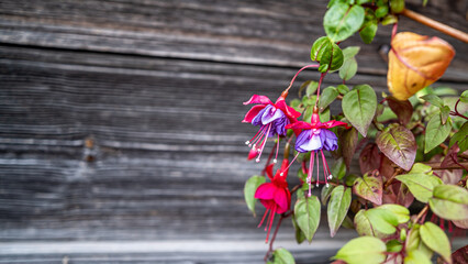 Gorgeous and beautiful fuchsia flower in a pot on a wooden wall background - obrazy, fototapety, plakaty