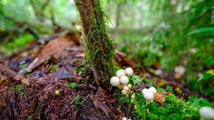 White mushrooms in the moss in the forest. On a bright green moss background