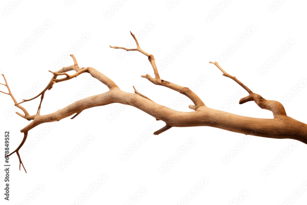 Wall mural dry tree branch isolated on transparent background.