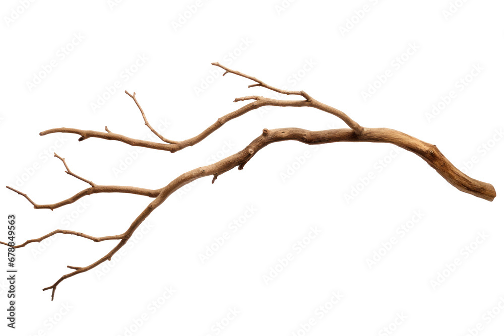 Wall mural dry tree branch isolated on transparent background.