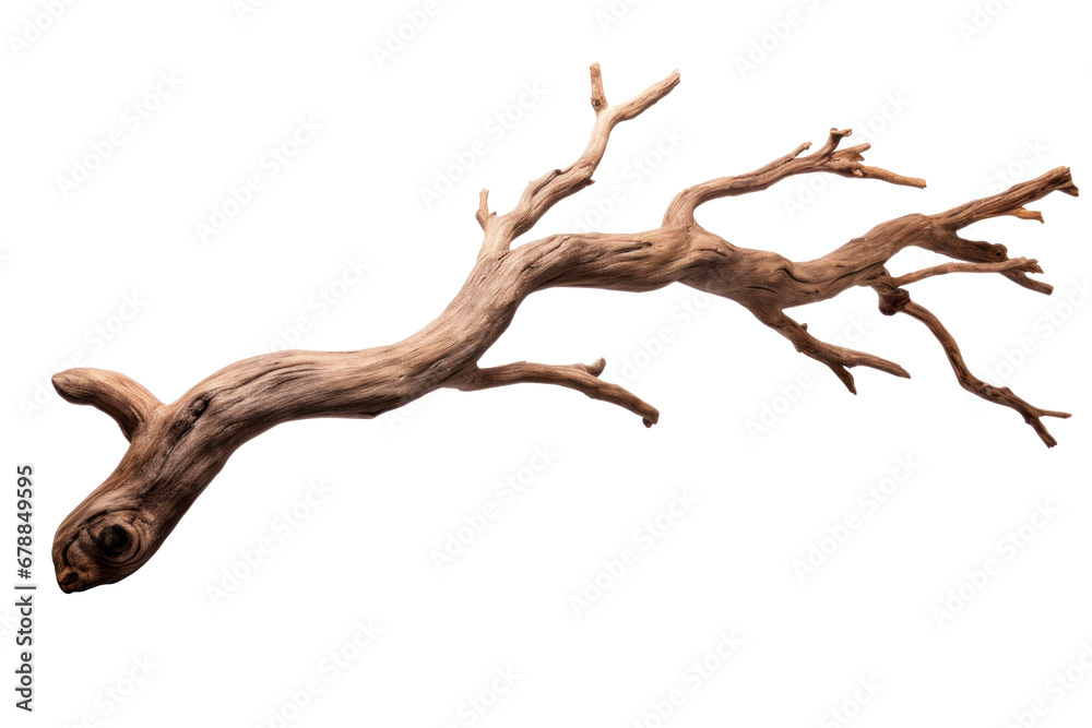 Wall mural dry tree branch isolated on transparent background.