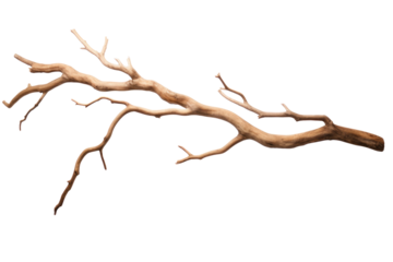 Dry tree branch isolated on transparent background.