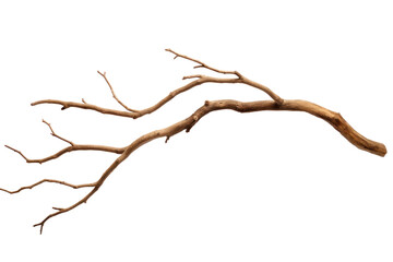Dry tree branch isolated on transparent background. - Powered by Adobe