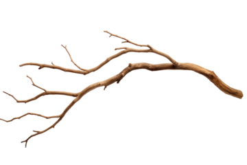 Dry tree branch isolated on transparent background.