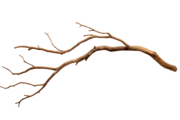 Poster Dry tree branch isolated on transparent background. © tong2530